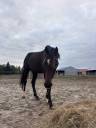 Caballo castrado Trot&oacute;n Franc&eacute;s En venta 2022 Bayo moreno