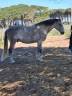 Caballo castrado Lusitano En venta 2015 Tordo