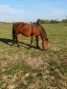 Yegua PFS Poni Fran&ccedil;&eacute;s de Silla En venta 2008 Bayo por RASMUS SL