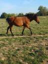 Yegua New Forest En venta 2012 Bayo por KANTJE S RONALDO*SL
