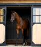 Caballo castrado KWPN Caballo de Deporte Neerland&eacute;s En venta 2017 Bayo por Expression