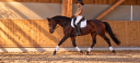 Caballo castrado Hannoveriano En venta 2017 Bayo moreno por Finest