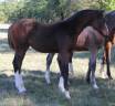 Potranca Silla Franc&eacute;s En venta 2026 Bayo moreno