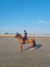 Caballo castrado Silla Franc&eacute;s En venta 2022 Bayo por Hoka&iuml;do de Menjo
