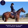 Caballo castrado Pura Sangre En venta 2022 Bayo