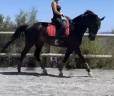 Yegua sBs Caballo de Deporte Belga En venta 2018 Negro por GENESIS DU ROUTY