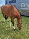 Caballo castrado Silla Franc&eacute;s En venta 2016 Bayo