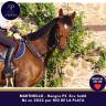 Caballo castrado Pura Sangre En venta 2022 Bayo