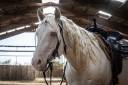 Caballo castrado Quarter Horse En venta 2021 Cremello por AR ROCK STAR