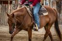 Yegua Quarter Horse En venta 2021 Alaz&aacute;n por AR ROCK STAR