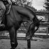 Caballo castrado Paint Horse En venta 2023 Bayo por FOREST DU TR