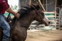 Yegua Quarter Horse En venta 2023 Bayo por MAGIC BLACK ANTINORI