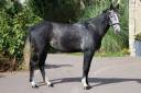 Caballo castrado Silla Franc&eacute;s En venta 2021 Tordo por Prinz Clintus