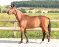 Caballo castrado Silla Franc&eacute;s En venta 2022 Bayo por DIARADO (DEU)