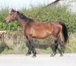 Yegua de ganader&iacute;a Silla Franc&eacute;s En venta 2017 Bayo por ILVIEN DES MIELLES