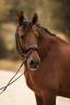 Caballo castrado PRE Pura Raza Espa&ntilde;ola En venta 2013 Bayo