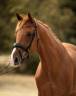 Caballo castrado Oldenburgu&eacute;s En venta 2018 Alaz&aacute;n por Sezuan