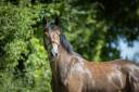 Caballo castrado PFS Poni Fran&ccedil;&eacute;s de Silla En venta 2023 Tordo por Jarnac de la Duche
