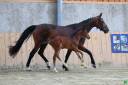Yegua de ganader&iacute;a Silla Franc&eacute;s En venta 2015 Bayo por Bacchus st loi