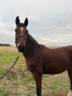 Caballo castrado Origine Constat&eacute;e En venta 2023 Bayo por ETOILE D HARDY (NF)