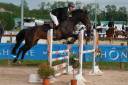 Yegua Origine Constat&eacute;e En venta 2017 Bayo moreno por KORTO MALTESE