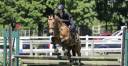 Caballo castrado Origine Constat&eacute;e En venta 2021 Isabelo por BE CHAMPION SUPREME D'ETE