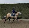 Caballo castrado PRE Pura Raza Espa&ntilde;ola En venta 2023 Isabelo