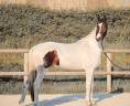 Yegua KWPN Caballo de Deporte Neerland&eacute;s En venta 2023 Tobiano por FOR FERRERO