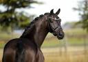 Caballo castrado KWPN Caballo de Deporte Neerland&eacute;s En venta 2020 Negro por GOVERNOR