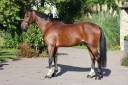 Caballo castrado Silla Franc&eacute;s En venta 2019 Bayo por Prinz Clintus