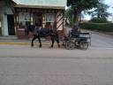 Yegua Percheron En venta 2023 Bayo moreno