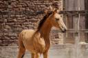 Potranca Lusitano En venta 2026 Isabelo por QUASIDE