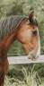 Caballo castrado Lusitano En venta 2022 Bayo por JASMIN PLUS