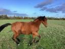 Potranca Lusitano En venta 2025 Bayo por Pablo du chalet