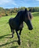 Caballo castrado Fris&oacute;n En venta 2011 Negro