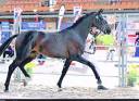 Caballo entero Oldenburgu&eacute;s En venta 2024 Negro por MAXIMUS HP DU WINKEL