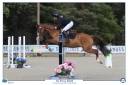 Caballo castrado PFS Poni Fran&ccedil;&eacute;s de Silla Pr&eacute;stamo 2022 Alaz&aacute;n por OPPLALA ST HYMER