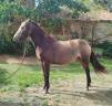 Yegua Connemara En venta 2022 Negro por GAHO DE LIAF