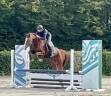 Caballo castrado BWP Caballo de Sangre Belga En venta 2019 Alaz&aacute;n