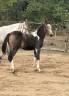 Yegua PFS Poni Fran&ccedil;&eacute;s de Silla En venta 2026 P&iacute;o