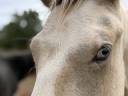 Caballo entero PFS Poni Fran&ccedil;&eacute;s de Silla En venta 2025 P&iacute;o