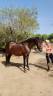 Caballo castrado PRE Pura Raza Espa&ntilde;ola En venta 2022 Bayo moreno por Fandango CLXVI