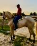 Espectacular Lusitano Cremello en Predoma &ndash; 1,65 m a la