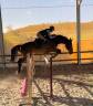 Caballo castrado sBs Caballo de Deporte Belga En venta 2018 Bayo por TOULON