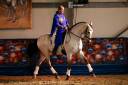 Caballo castrado Lusitano En venta 2017 Isabelo por HABLADOR