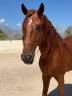 Lusitano 2021