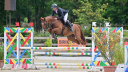 Caballo castrado Silla Franc&eacute;s En venta 2020 Alaz&aacute;n por QLASSIC BOIS MARGOT