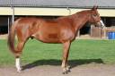 Caballo castrado Silla Franc&eacute;s En venta 2017 Alaz&aacute;n por Andiamo semilly
