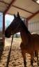 Yegua de ganader&iacute;a Silla Franc&eacute;s En venta 2011 Bayo