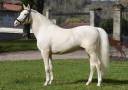 URBAN LEGEND EQUI'REV - Crema 2008 por FENNDI EL KEBIR (CREME)